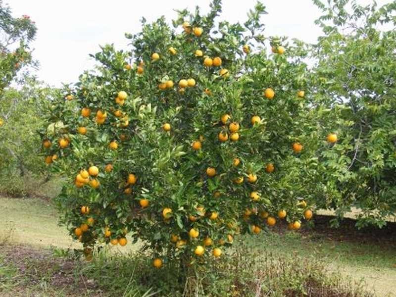 123 Old Peachester Road, Beerwah QLD 4519