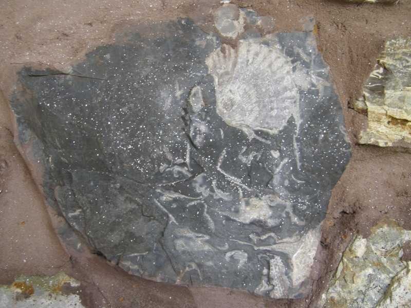 Oyster Cove TAS 7150