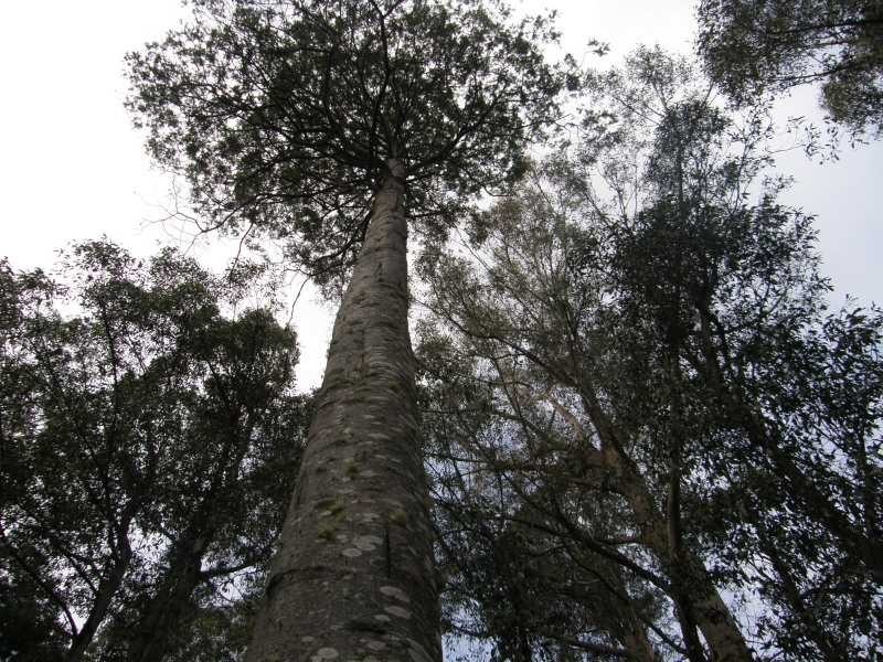 Oyster Cove TAS 7150