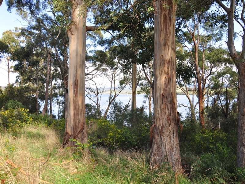 1345 Cygnet Coast Road, Lower Wattle Grove TAS 7109