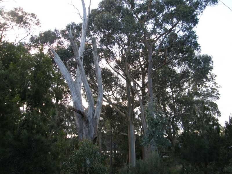 1345 Cygnet Coast Road, Lower Wattle Grove TAS 7109