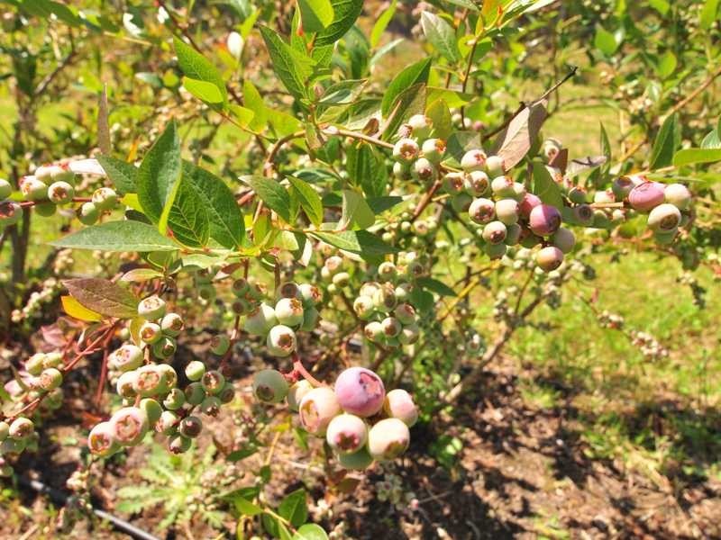 190 Cygnet Coast Road, Lymington TAS 7109