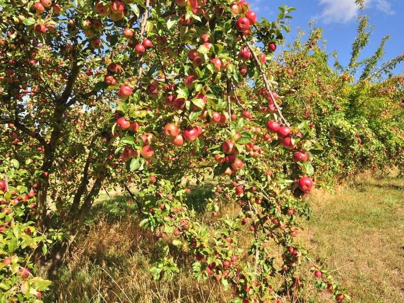 7835 Channel Highway, Cygnet TAS 7112