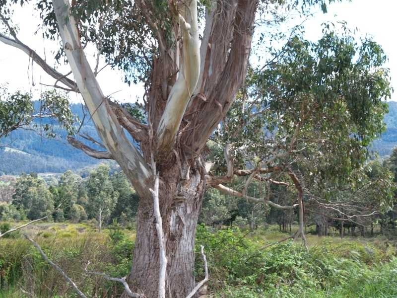 300 Glen Huon Road, Huonville TAS 7109