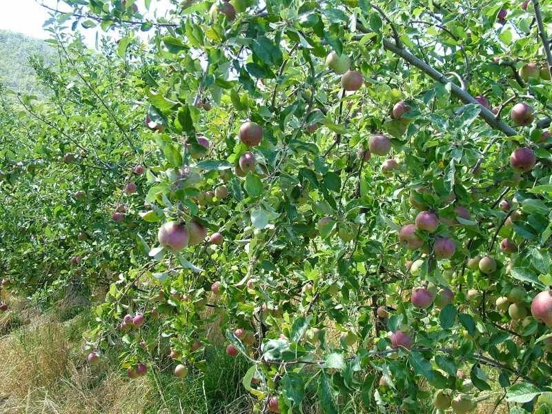 Petcheys Bay TAS 7109