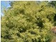 Glen Huon TAS 7109