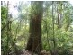 Glen Huon TAS 7109