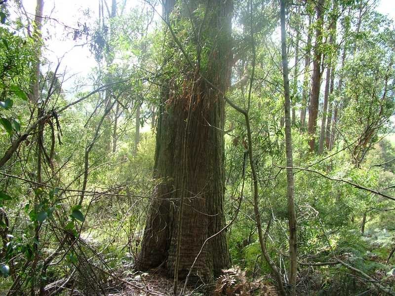 Glen Huon TAS 7109