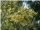 Glen Huon TAS 7109