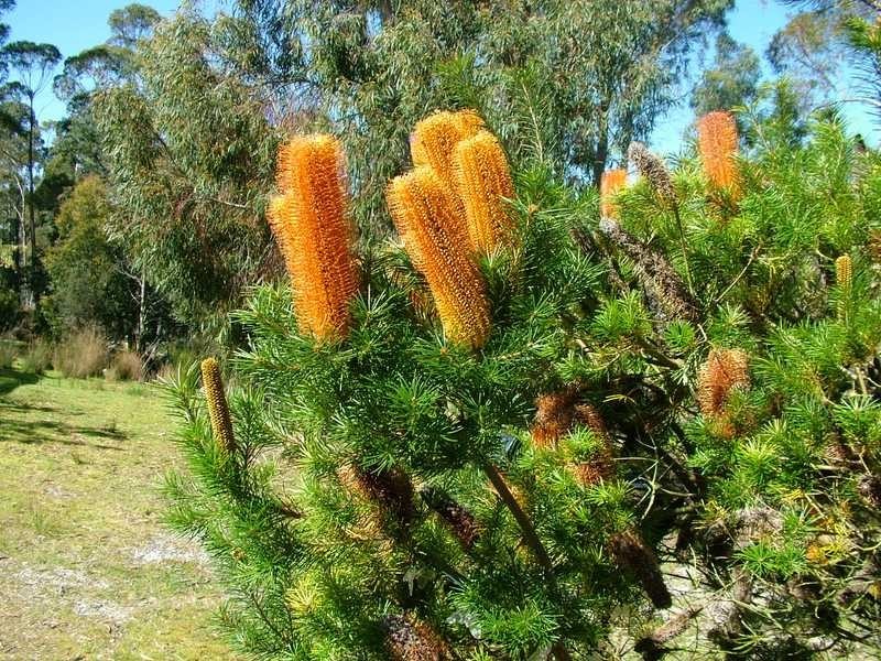 15 Drip Beach Road, Lymington TAS 7109