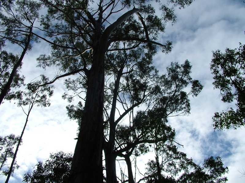 Lot 3 386 Lymington Road, Lymington TAS 7109