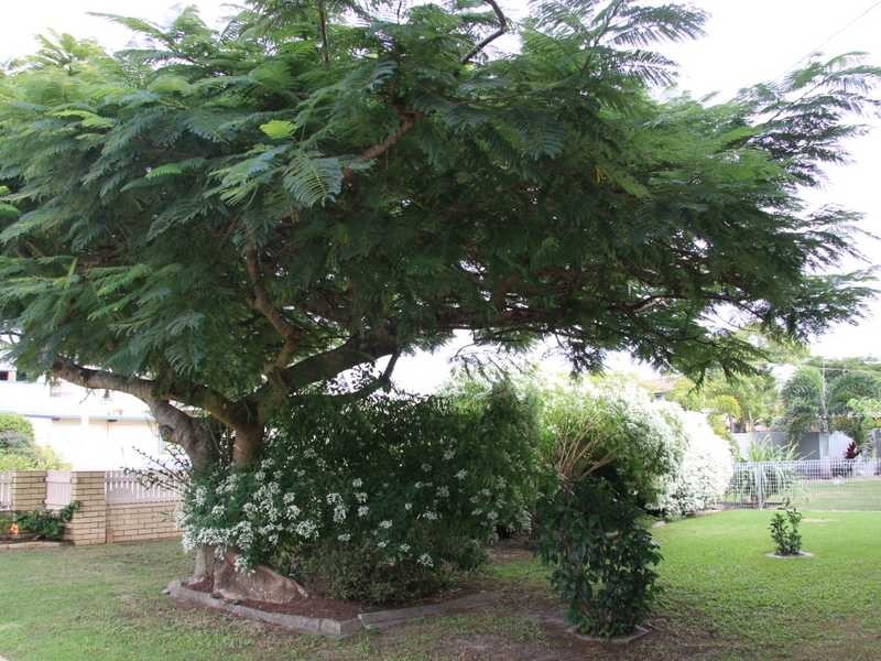 3 Elkhorn Avenue, Bellara QLD 4507