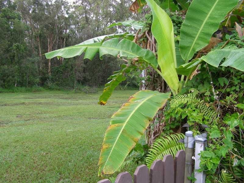 39 Verdoni Street, Bellara QLD 4507