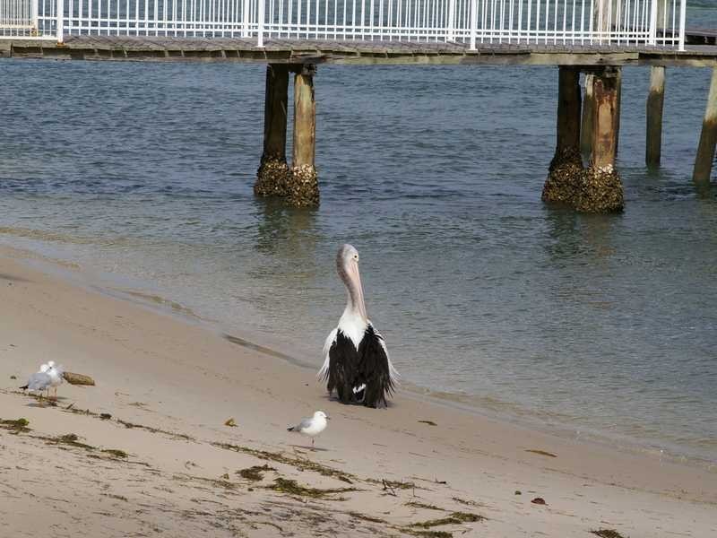 11-13 Marine Parade, Bellara QLD 4507