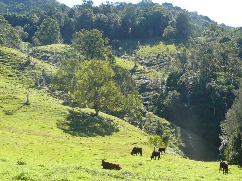 1488 Currumbin Creek Road, Currumbin Valley QLD 4223