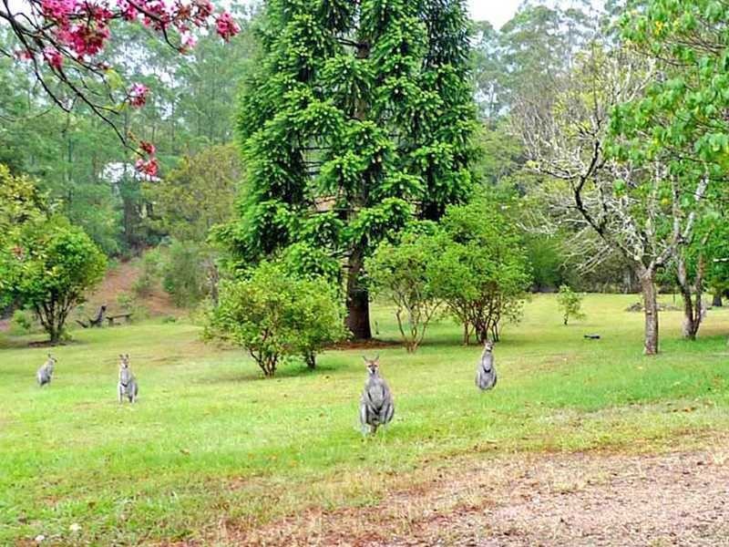 323 Mount Burrell Road, Mount Burrell NSW 2484