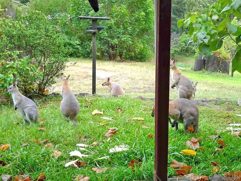 323 Mount Burrell Road, Mount Burrell NSW 2484