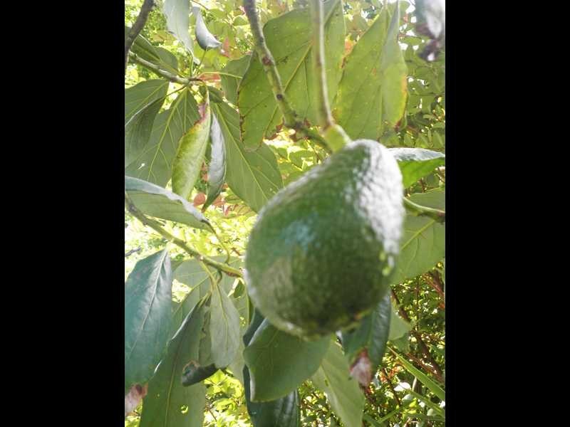 Tweed Heads West NSW 2485