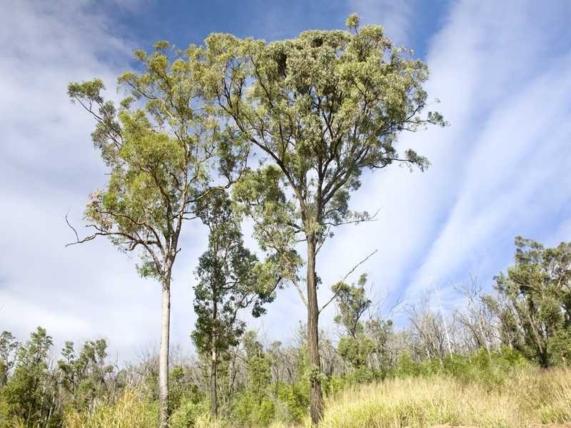 Lot 38 Ironbark Place, Mitchelton QLD 4053