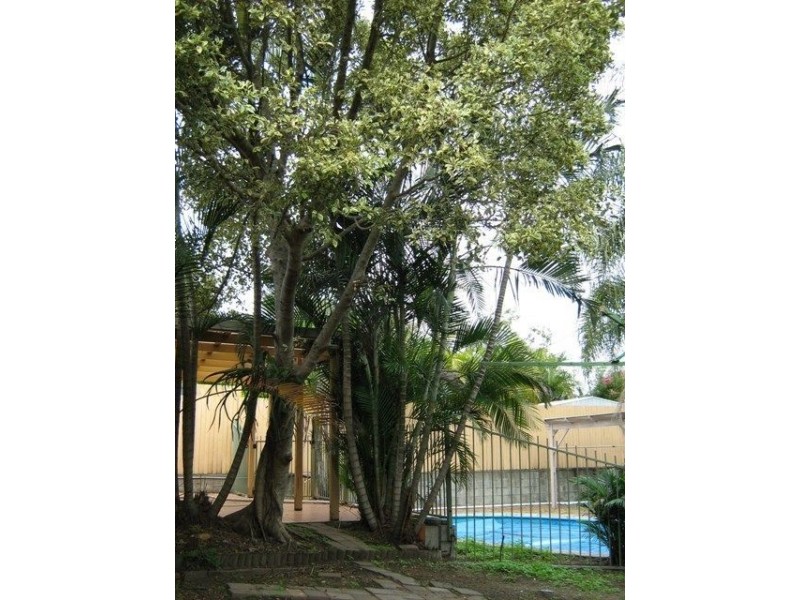 40 dandenong, Jamboree Heights QLD 4074