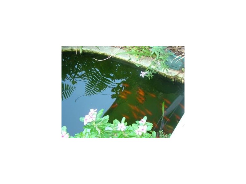 361 Philp Avenue, Frenchville QLD 4701