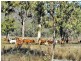 2655 Clonmel Road, Monto QLD 4630
