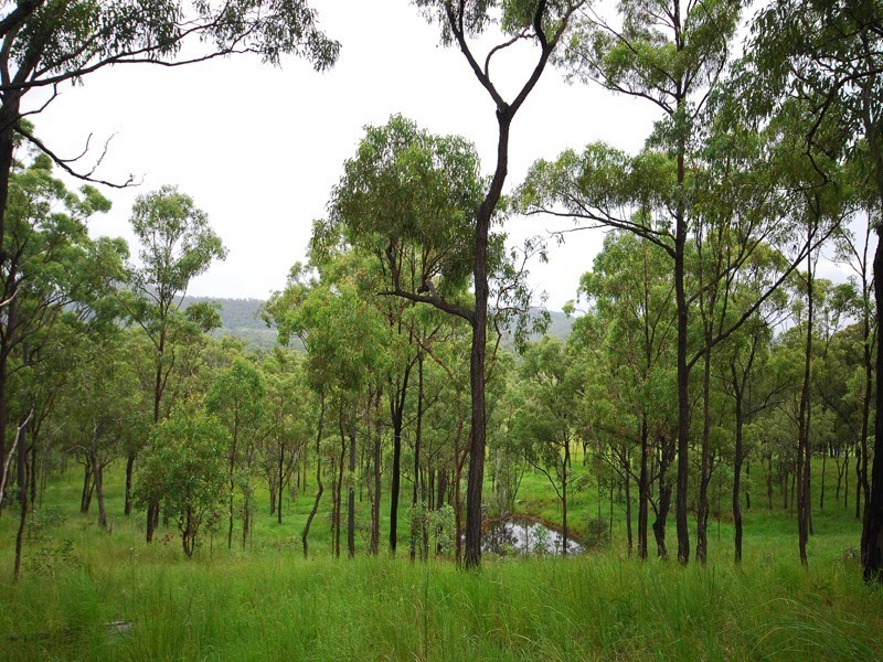 354 Cawarral Road, Cawarral QLD 4702