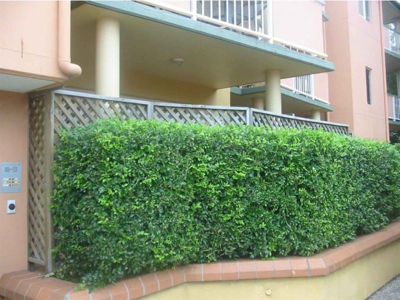 3/792 Sandgate Road, Clayfield QLD 4011