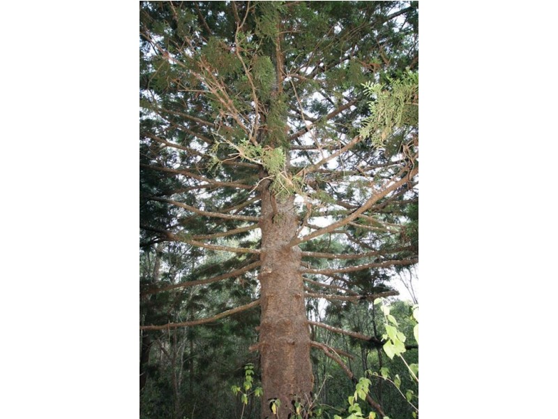 4 Trewin Rd, Cedar Vale QLD 4285