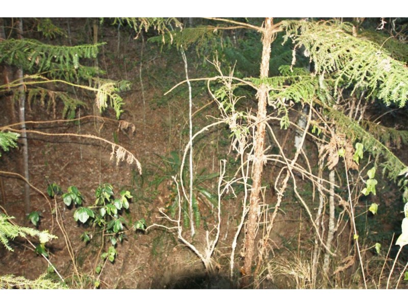 4 Trewin Rd, Cedar Vale QLD 4285