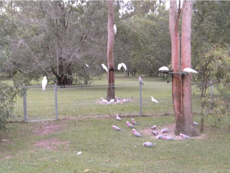 Jimboomba QLD 4280