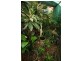 100 Pohon Drive, Tanah Merah QLD 4128