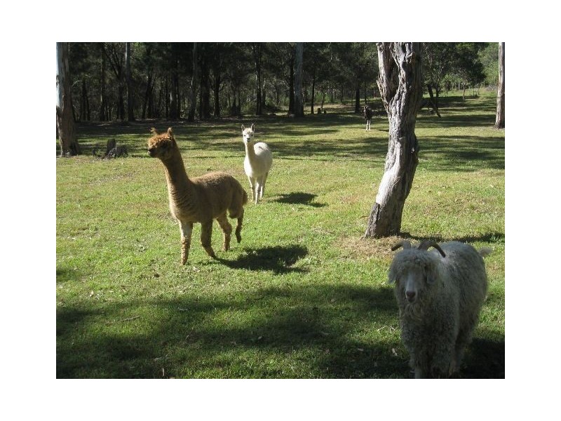 42-50 Grassdale Street, Buccan QLD 4207