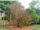 Mount Warren Park QLD 4207