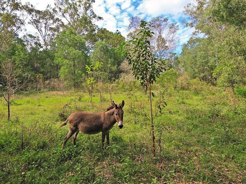 253 Lavelle Dr, Logan Village QLD 4207