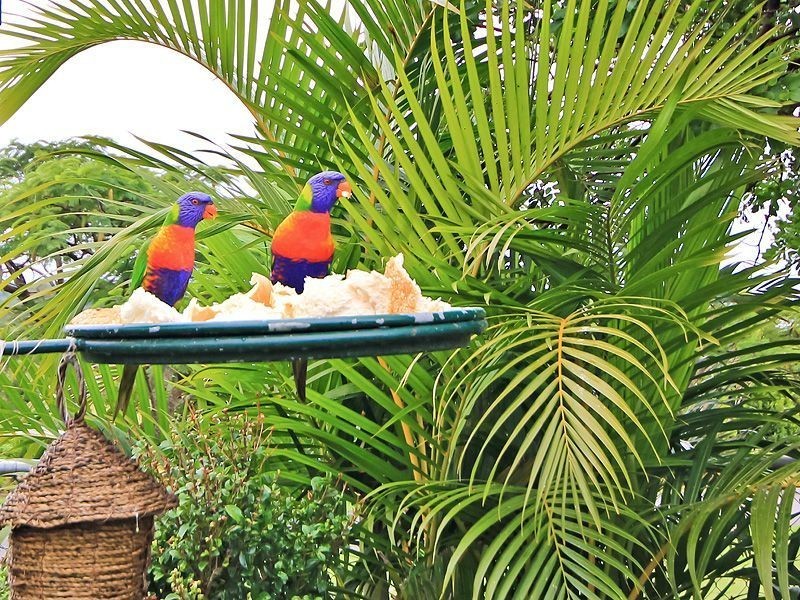 9 Cressbrook Ct, Meadowbrook QLD 4131