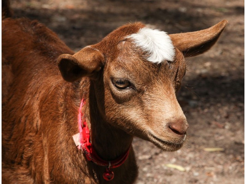 174 Buccan Road, Buccan QLD 4207