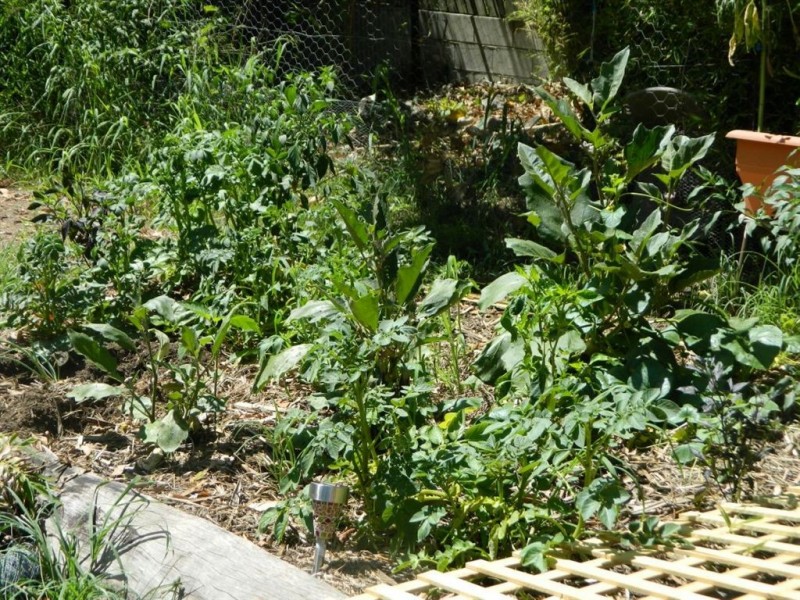 310 Old Logan Road, Camira QLD 4300