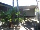 43 Ranchwood Avenue, Browns Plains QLD 4118