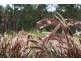 Lot 545 Leon Capra Drive, Augustine Heights QLD 4300