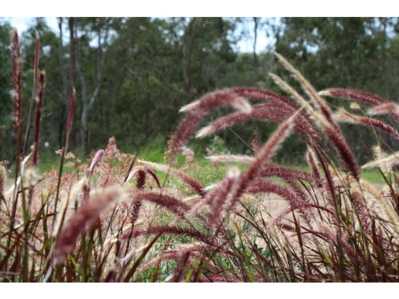 Lot 545 Leon Capra Drive, Augustine Heights QLD 4300
