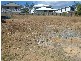 10 Greenwood Street, Springfield Lakes QLD 4300