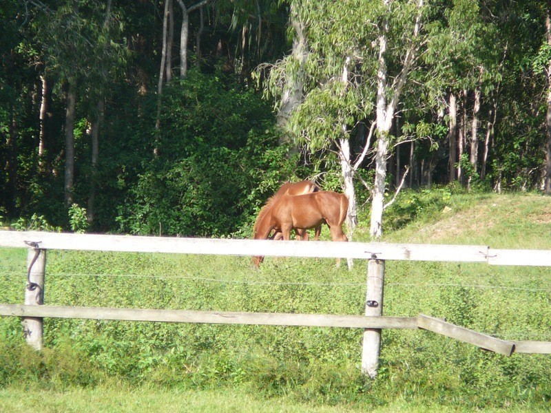 94 Niddoes Gap Road, Kuttabul QLD 4741