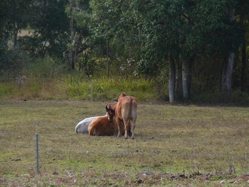 17 Andrew Fordyce Road, Mackay QLD 4740