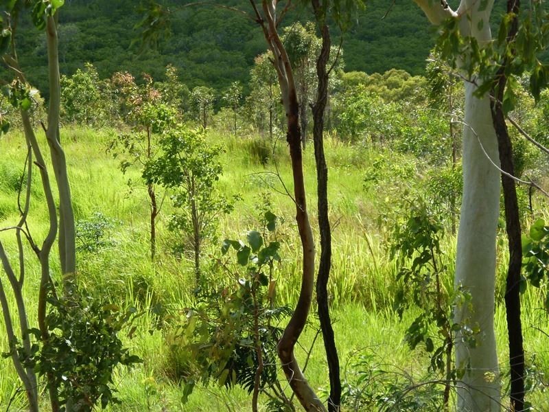 17 View Court, Seaforth QLD 4741