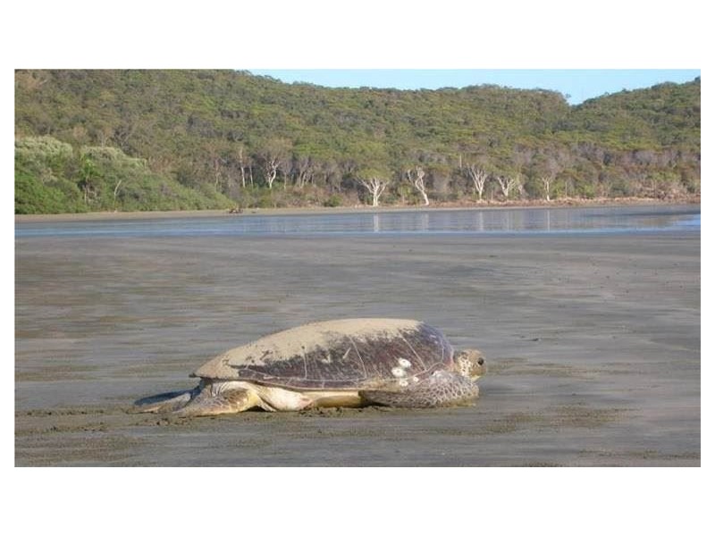 3 Sturgeon Street, Ball Bay QLD 4741