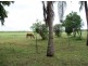 283 Balberra Road, Chelona QLD 4740