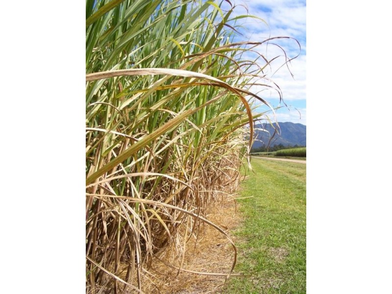 1 Trilla Hills Estate, Alligator Creek QLD 4740