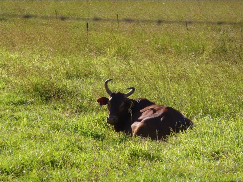 1 Trilla Hills Estate, Alligator Creek QLD 4740