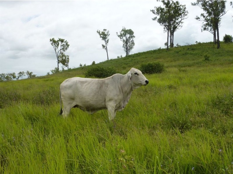 7758 “Hillcrest” Bruce Highway, Bloomsbury QLD 4799